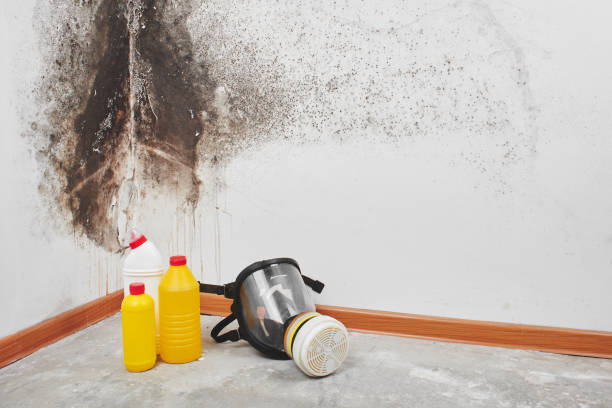 Best Attic Mold Removal  in Sumner, WA