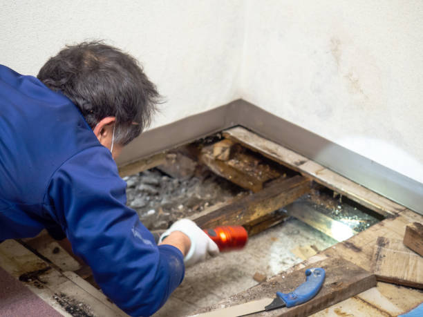 Best Residential Mold Removal  in Sumner, WA