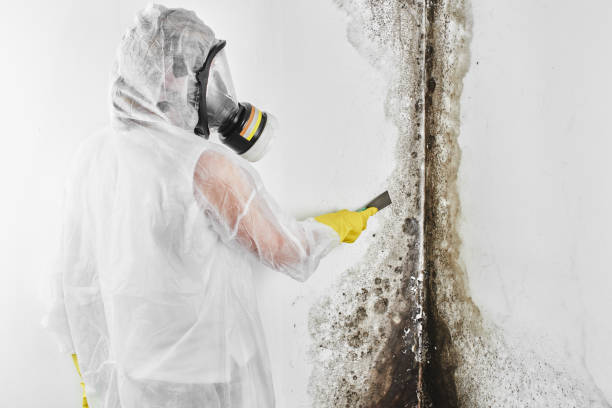 Professional Mold Removal in Sumner, WA
