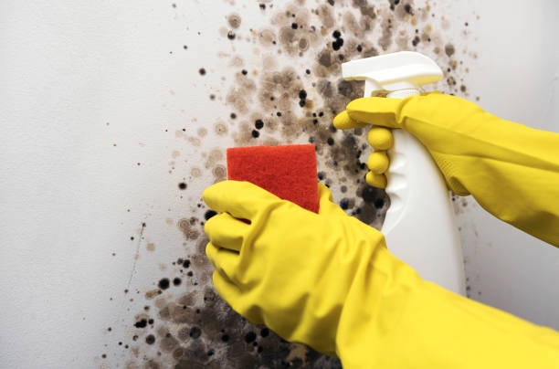 Best Toxic Mold Removal  in Sumner, WA