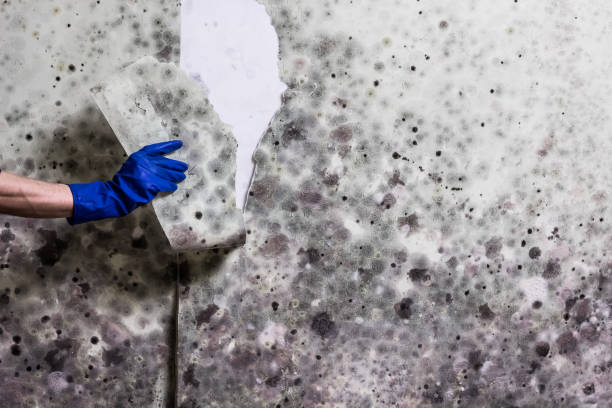 Best Office Mold Removal Services  in Sumner, WA
