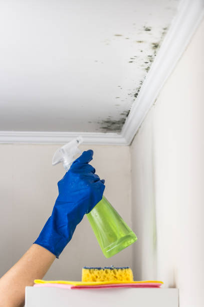 Best Mold Remediation Services  in Sumner, WA